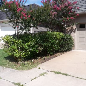 Bush Trimming by Dave's Professional Lawn Service reviewed on August 15, 2025
