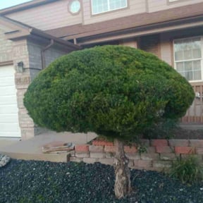 Bush Trimming by Ward Family Management Co., LLC reviewed on October 21, 2025