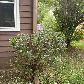 Bush Trimming by Texas Southern reviewed on May 16, 2024