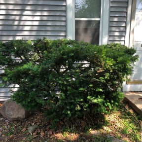 Bush Trimming by Down n Dirty Property preservation reviewed on August 17, 2025