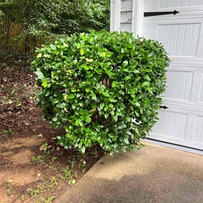 Bush Trimming by Lawnmower care for you reviewed on October 20, 2025