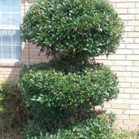 Bush Trimming by Nicks lawn care reviewed on August 21, 2025