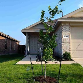 Shrub or Tree Planting by Ford year-round Lawn Service reviewed on August 18, 2025