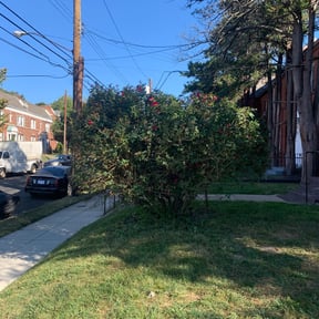 Bush Trimming by IMPAKT Lawn Solutions reviewed on August 21, 2025