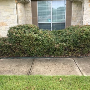 Bush Trimming by A+ Lamonds lawn&landscape reviewed on August 16, 2025