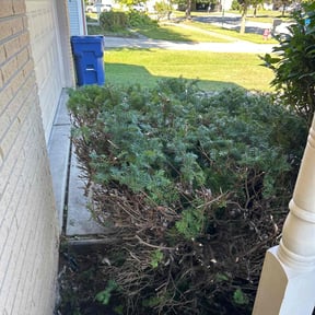 Bush Trimming by Real Deal Lawn Care LLC reviewed on November 8, 2025