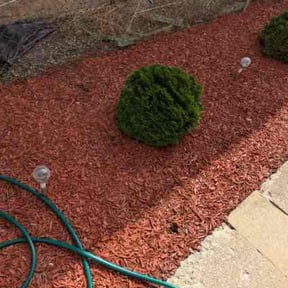 Bush Trimming by Kane &amp; Associates, LLC. reviewed on August 21, 2025