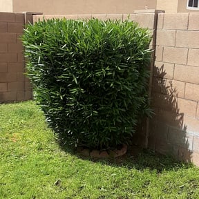 Bush Trimming by Collins Lawn Care reviewed on August 17, 2025