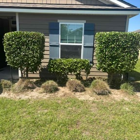 Bush Trimming by TNT landscaping & Lawncare llc reviewed on August 18, 2025