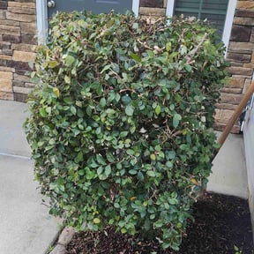 Bush Trimming by Chuyin&#039;s Lawn Care LLC reviewed on October 18, 2025