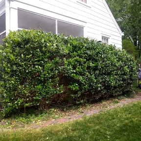 Bush Trimming by Speedy Lawnmower Landscaping reviewed on August 19, 2025