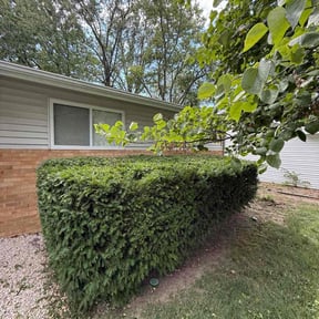 Bush Trimming by Coates Cutz Complete Lawn Care reviewed on December 17, 2025