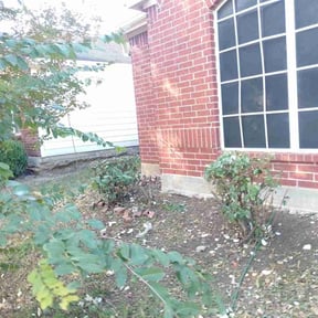 Bush Trimming by Clubhouse Developments reviewed on December 10, 2025