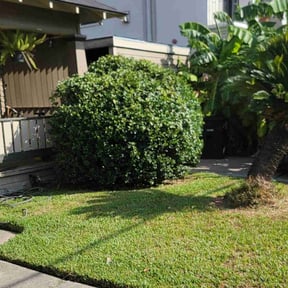 Bush Trimming by Fortanel lanscaping reviewed on August 15, 2025