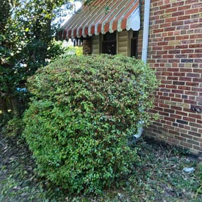 Bush Trimming by Maximum Lawn Care reviewed on June 27, 2026