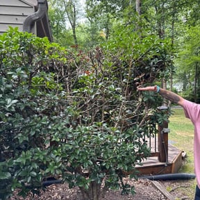 Bush Trimming by Antonio’s Lawn Care reviewed on November 7, 2025