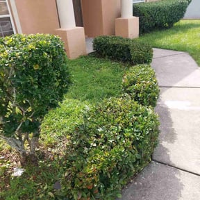 Bush Trimming by All in one solutions reviewed on November 22, 2025