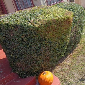 Bush Trimming by Zach&#039;s Lawn Service reviewed on October 18, 2025