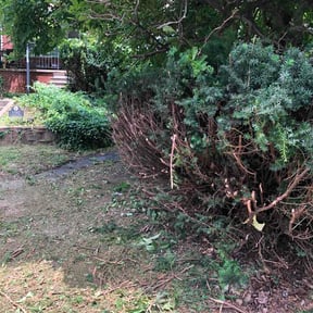 Bush Trimming by M &amp; J lawn pro reviewed on June 15, 2026