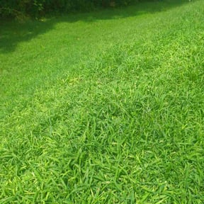 yard service by Steve Fairfax reviewed on December 4, 2025