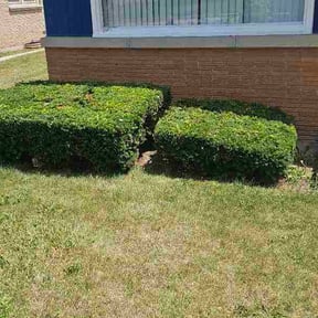Bush Trimming by REMAVAIL PRO LAWN reviewed on July 13, 2026