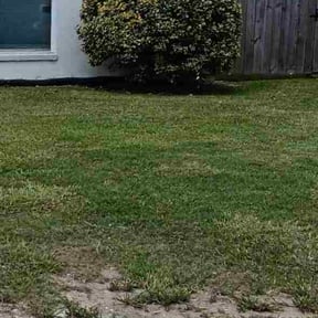 Bush Trimming by AAA Veterans Lawn Services reviewed on June 21, 2026
