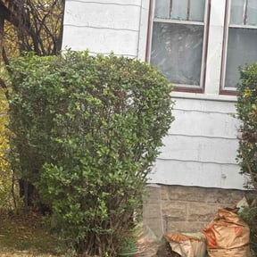 Bush Trimming by DT Lawn Care reviewed on October 19, 2025