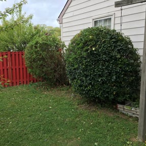 Bush Trimming by 3J’s Lawn Care and Gardening Service reviewed on August 15, 2025