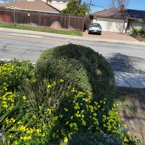 Bush Trimming by M &amp; F Landscaping Services LLC reviewed on March 4, 2026