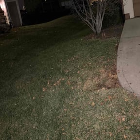 Leaf Removal by Triple M Kutters reviewed on January 3, 2026