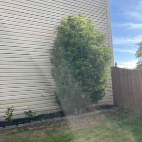 Bush Trimming by KC Lawns Unlimited LLC reviewed on August 17, 2025