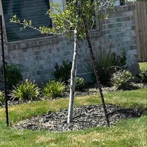 Leaf Removal by Fresh Cuts reviewed on August 27, 2026