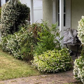 Bush Trimming by DD Lawn & Handyman Services reviewed on August 18, 2025