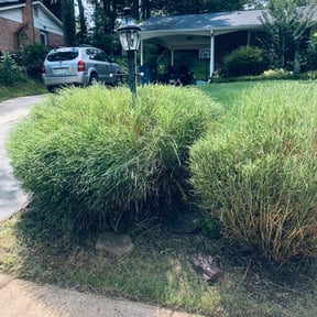 Bush Trimming by Mowing on reviewed on August 18, 2025