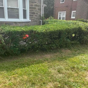 Bush Trimming by Meridian Management Group LLC reviewed on August 15, 2025