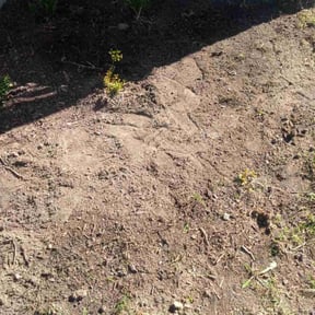 Flower Bed Weeding by Grasman LLC reviewed on November 6, 2025