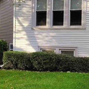 Bush Trimming by Ed&#039;s landscaping reviewed on October 19, 2025