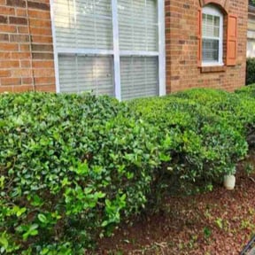 Bush Trimming by MZ Lawn Services reviewed on August 15, 2025