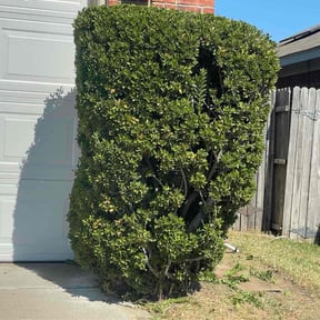 Bush Trimming by Swayze's landscaping services reviewed on October 24, 2025
