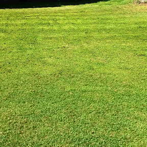 landscape maintenance by Maintenance  Unlimited reviewed on November 22, 2025