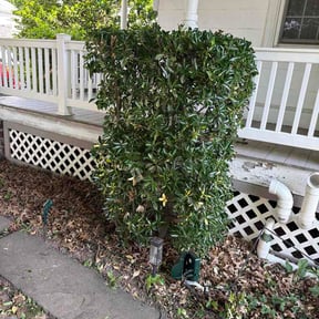 Bush Trimming by TK'S Mowing reviewed on June 8, 2026