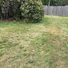 Bush Trimming by The Kadyebo way reviewed on October 18, 2025