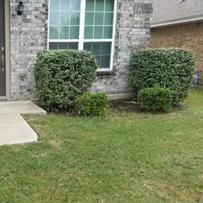 Bush Trimming by Mightyfine professional services reviewed on August 21, 2025