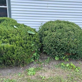 Bush Trimming by Permascapes Lawn&amp;Landscape "where quality takes root" reviewed on August 20, 2026