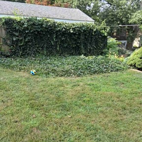 Bush Trimming by Forever Green FG LLC reviewed on February 26, 2024