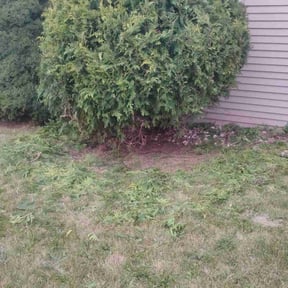 Bush Trimming by Pro grow landscapeing reviewed on April 26, 2024