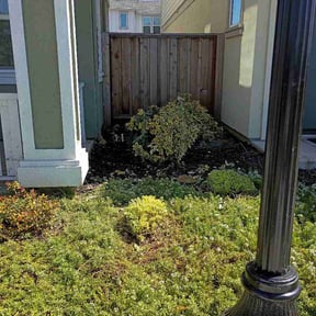 Bush Trimming by DigonThis Lawncare reviewed on May 25, 2026