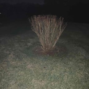 Bush Trimming by Precision Home Improvement reviewed on November 25, 2025