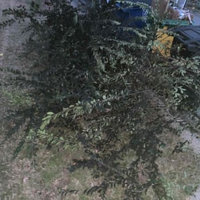 Bush Trimming by Get Her Done Lawn Service reviewed on December 4, 2025