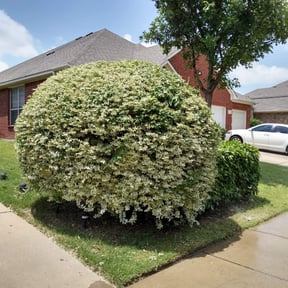 Bush Trimming by Perez Landscaping reviewed on August 16, 2025